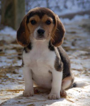 beagle