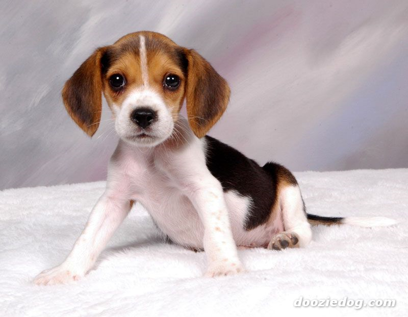 beagle