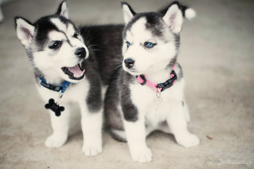 huskies