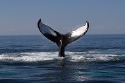 Pics of Whales!