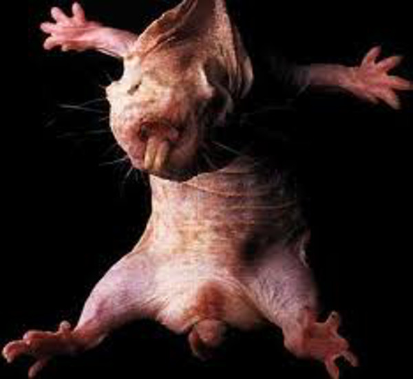 Naked Mole Rat